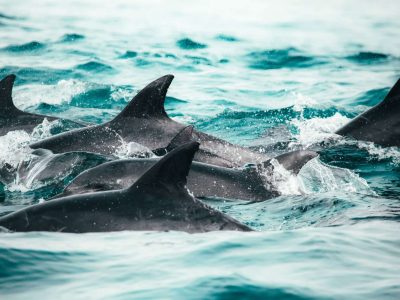 Snorkelers swimming with wild dolphins at Dolphin House in Marsa Alam