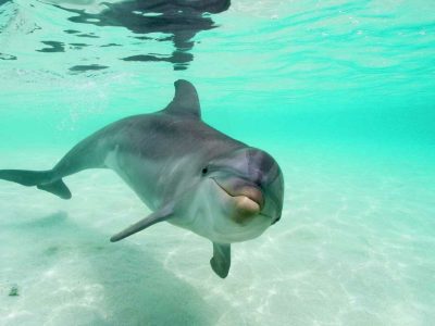 Sataya Dolphins Reef in Marsa Alam