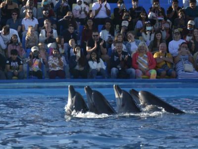 Dolphin Show Hurghada Family Entertainment with Dolphins Jumping