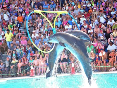 Dolphin Show Hurghada Family Entertainment with Dolphins Jumping
