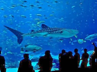 Hurghada Grand Aquarium Marine Life Red Sea Attraction