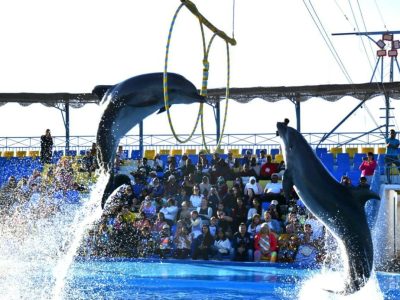 Dolphin Show Hurghada Family Entertainment with Dolphins Jumping