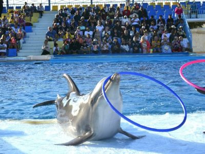 Dolphin Show Hurghada Family Entertainment with Dolphins Jumping