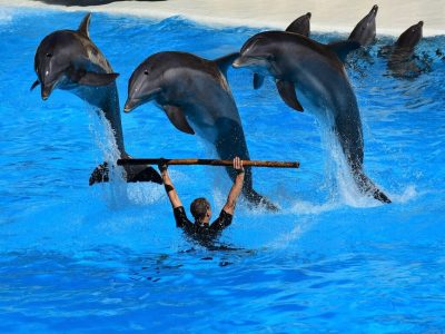 Dolphin Show Hurghada Family Entertainment with Dolphins Jumping