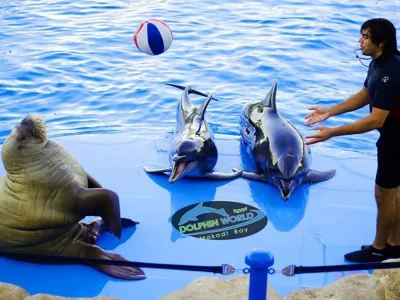 Dolphin Show Hurghada Family Entertainment with Dolphins Jumping