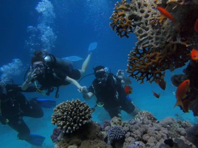 Scuba divers exploring coral reefs during a full day trip with two dives