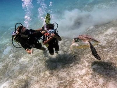 Scuba divers exploring coral reefs during a full day trip with two dives