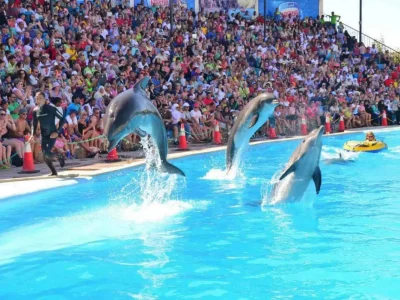 Dolphin Show Hurghada Family Entertainment with Dolphins Jumping