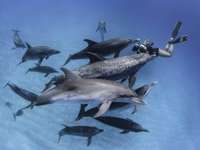 Sataya Dolphins Reef in Marsa Alam