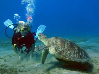 Sea turtle swimming at Abu Dabab Beach Marsa Alam with clear turquoise water