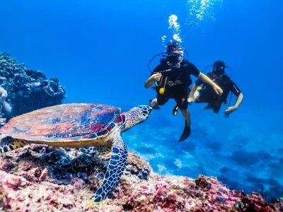 Red Sea glass-bottom boat tour showcasing vibrant corals and colorful fish”