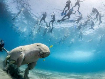 Abu Dabbab Beach one day Trip Marsa Alam