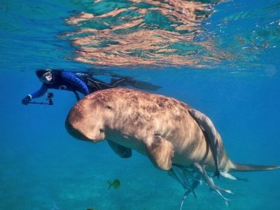 Abu Dabbab Adventure snorkeling with turtles and dugongs in crystal clear waters