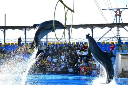 Dolphin Show Hurghada