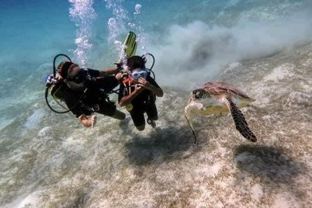 Scuba divers exploring coral reefs during a full day trip with two dives