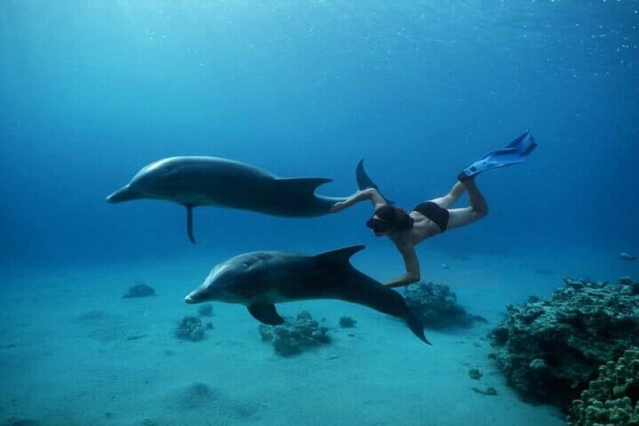 Dolphin House in Marsa Alam
