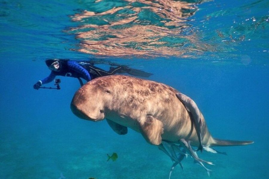 Abu Dabbab Adventure snorkeling with turtles and dugongs in crystal clear waters