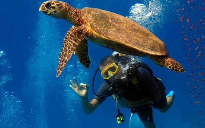 Sharm EL Naga Bay Beach Resort snorkeling beach diving coral reef